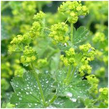 Lágyszőrű palástfű- Alchemilla mollis