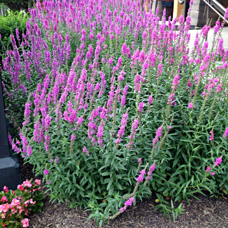 Réti füzény - Lythrum salicaria - Image 3