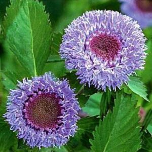 Bojtvirág/Brazil búzavirág- Centratherum intermedium-Pineapple Sangria