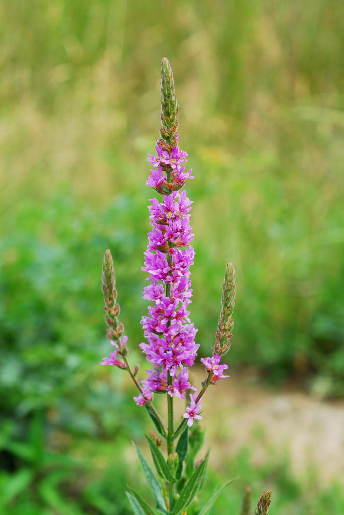 Réti füzény - Lythrum salicaria - Image 2