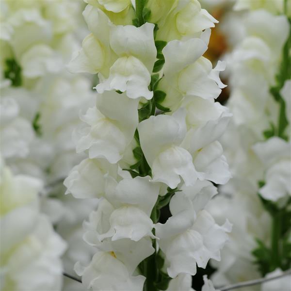 Tátika- Antirrhinum majus-Early Potomac White