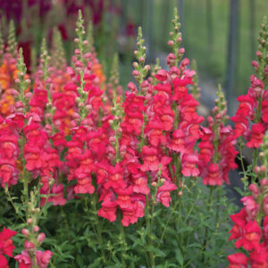 Tátika- Antirrhinum majus-Maryland Flamingo