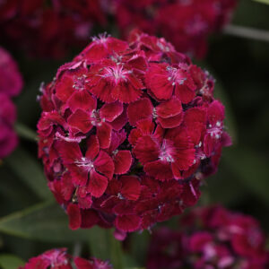 Törökszegfű- Dianthus barbathus- Sweet Purple