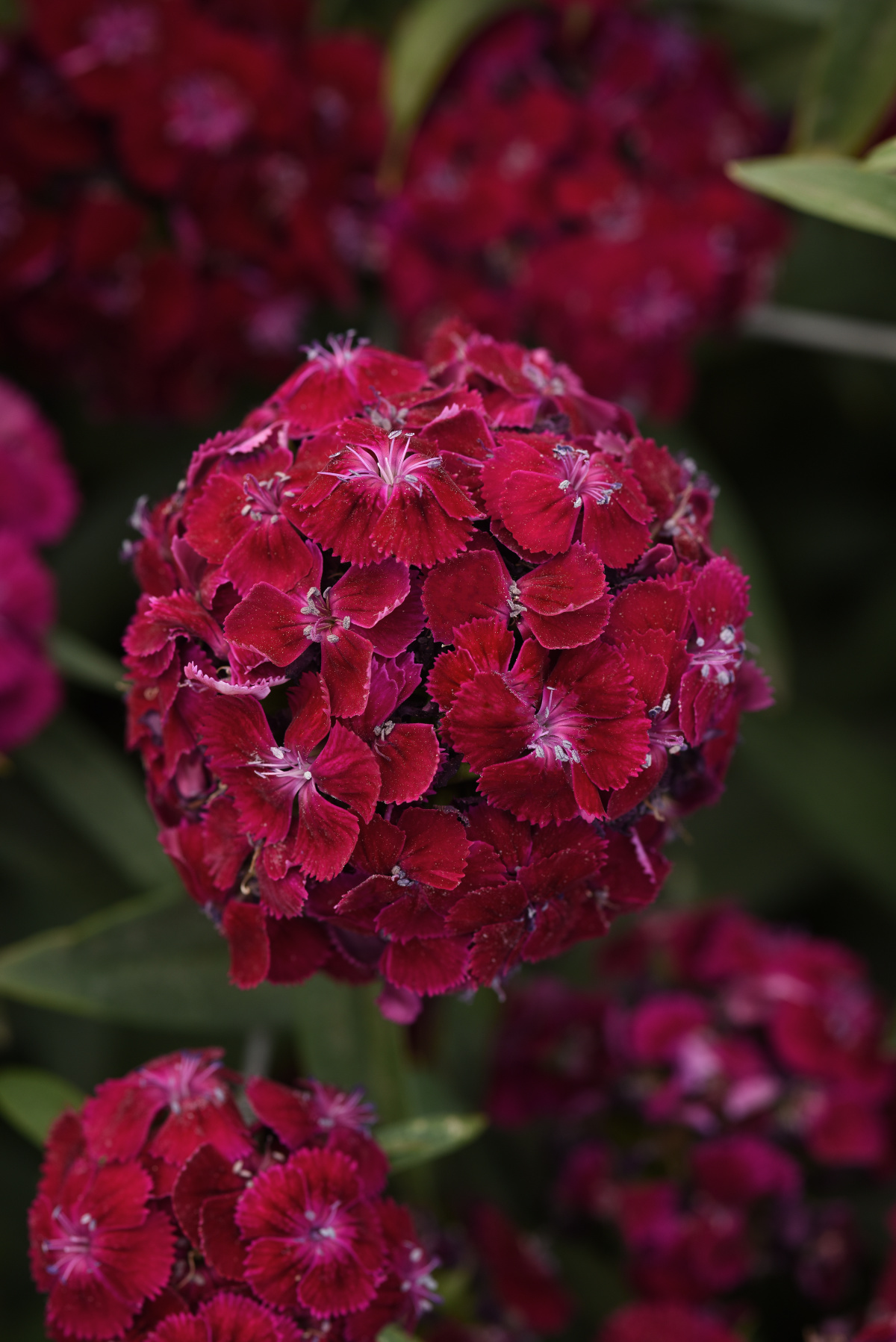 Törökszegfű- Dianthus barbathus- Sweet Purple