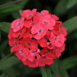Törökszegfű- Dianthus barbathus- Sweet Coral