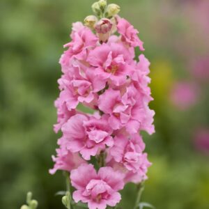 Tátika- Antirrhinum majus- 'Doubleshot Hot Pink"