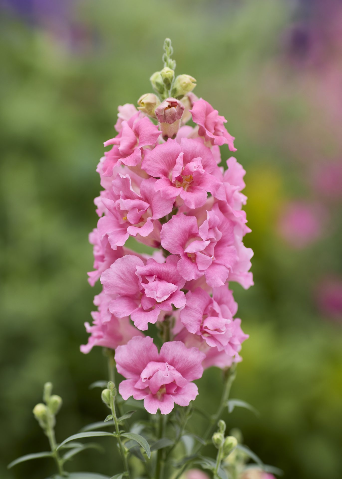 Tátika- Antirrhinum majus- 'Doubleshot Hot Pink"