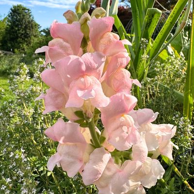 Tátika- Antirrhinum majus-Maryland Shell Pink - Image 2