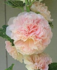 Egynyári kerti mályvarózsa- Althaea rosea annua- Majorette Champagne - Image 2