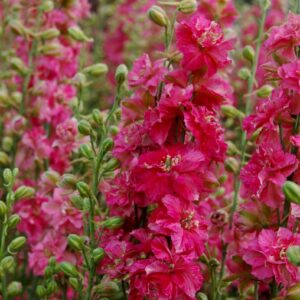 Egynyári szarkaláb- Delphinium ajacis -Carmine King