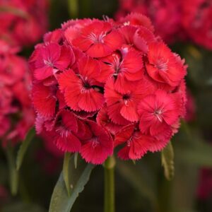 Törökszegfű- Dianthus barbathus- Sweet Dusty Flamingo