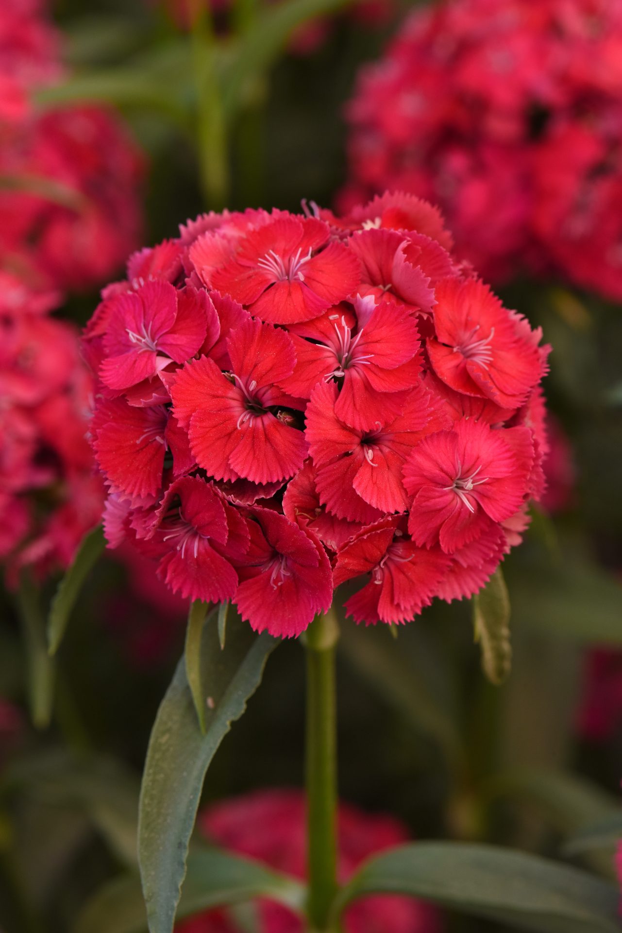 Törökszegfű- Dianthus barbathus- Sweet Dusty Flamingo