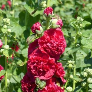Egynyári kerti mályvarózsa- Althaea rosea annua- Majorette Dark Rose