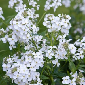Hölgyestike- Hesperis matronalis- White