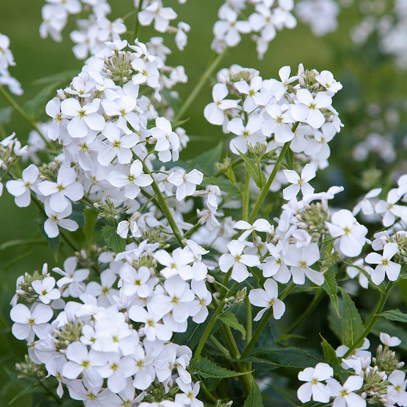 Hölgyestike- Hesperis matronalis- White