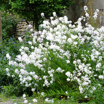 Hölgyestike- Hesperis matronalis- White - Image 2