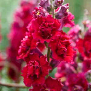 Tátika- Antirrhinum majus-'Madame Butterfly Red'