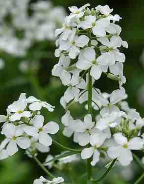 Hölgyestike- Hesperis matronalis- White - Image 3
