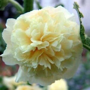 Egynyári kerti mályvarózsa- Althaea rosea annua- Majorette Yellow