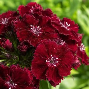 Törökszegfű- Dianthus barbathus- Sweet Black Cherry