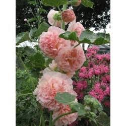 Egynyári kerti mályvarózsa- Althaea rosea annua- Majorette Champagne