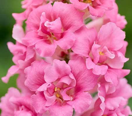 Tátika- Antirrhinum majus- 'Doubleshot Hot Pink" - Image 2