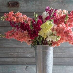 Tátika- Antirrhinum majus-'Madame Butterfly MIX'