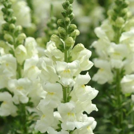 Tátika- Antirrhinum majus-Early Potomac White - Image 2