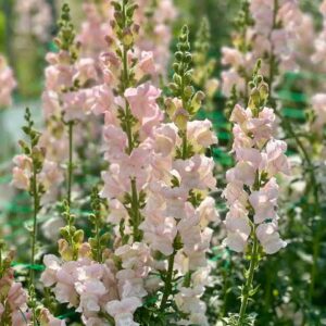 Tátika- Antirrhinum majus-Maryland Shell Pink