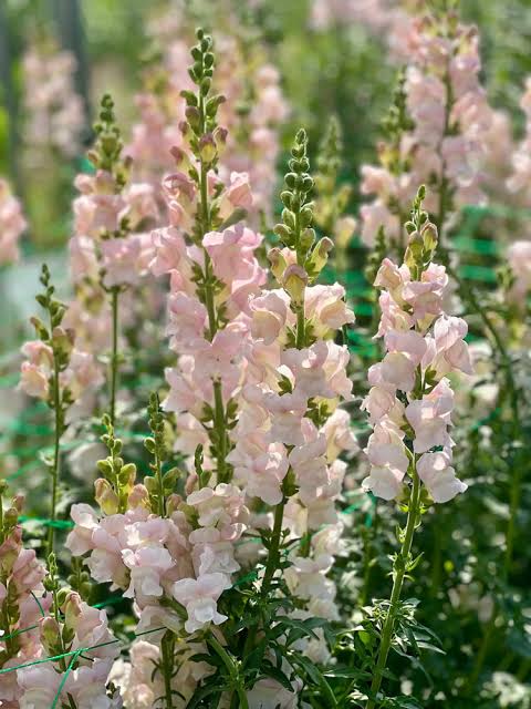 Tátika- Antirrhinum majus-Maryland Shell Pink