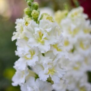 Tátika- Antirrhinum majus-'Madame Butterfly Ivory'