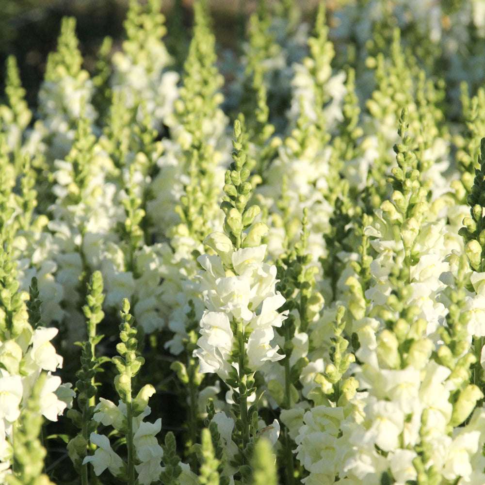 Tátika- Antirrhinum majus-Potomac Ivory White - Image 3