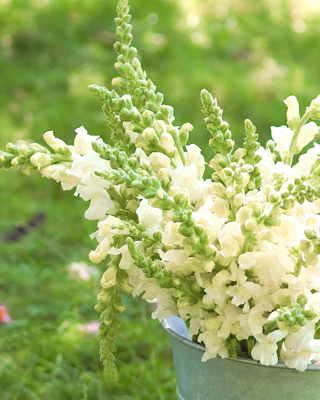 Tátika- Antirrhinum majus-Potomac Ivory White - Image 2