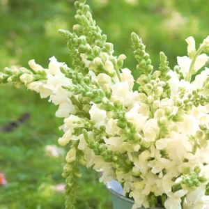 Tátika- Antirrhinum majus-Potomac Ivory White
