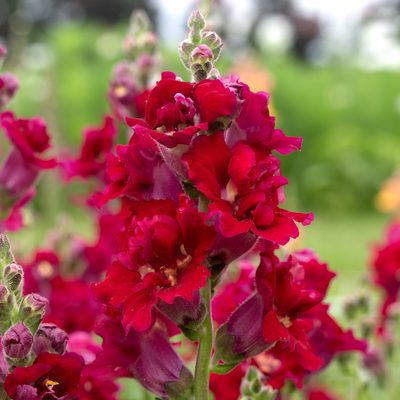Tátika- Antirrhinum majus-'Madame Butterfly Red' - Image 2