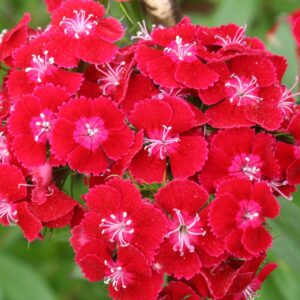 Törökszegfű- Dianthus barbathus- Pearl Scarlet